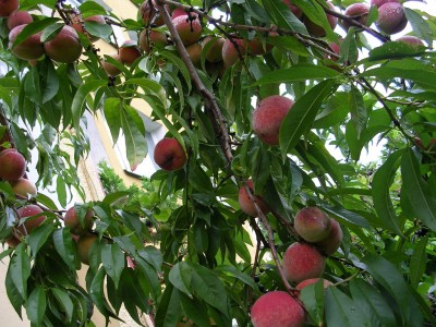 peach-tree-400x300